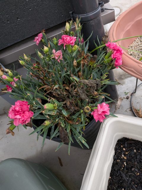 カーネーションが復活！強いのは花？それとも私？