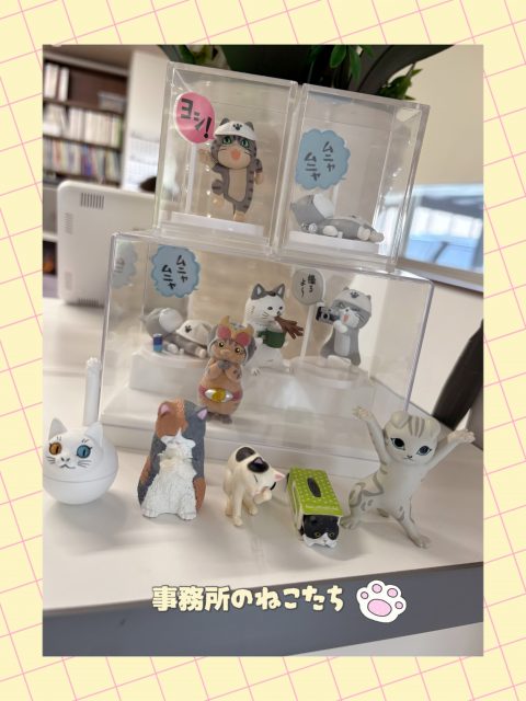 事務所で見守ってくれる、かわいい猫たちをご紹介します🐈