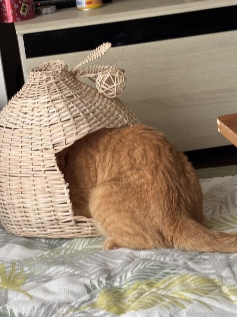 愛猫のために、猫ちぐらを作ってみました🐈
